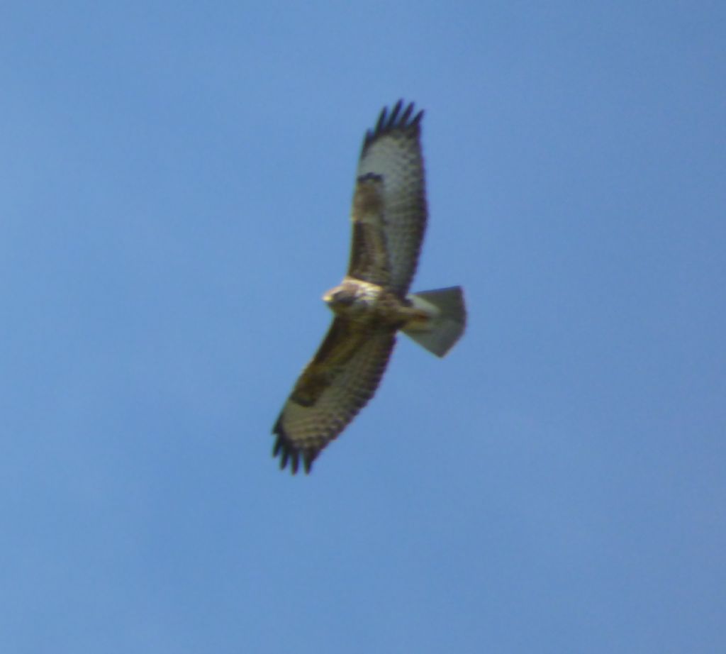 Poiane Comuni - Intermedius